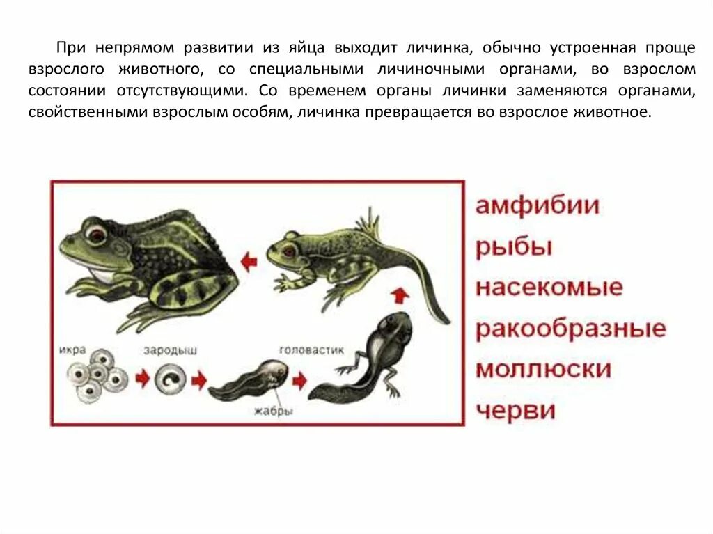 Размножение и развитие организмов. Прямое и Непрямое развитие организмов. Непрямое развитие рыб. Непрямое развитие рыбы земноводные.