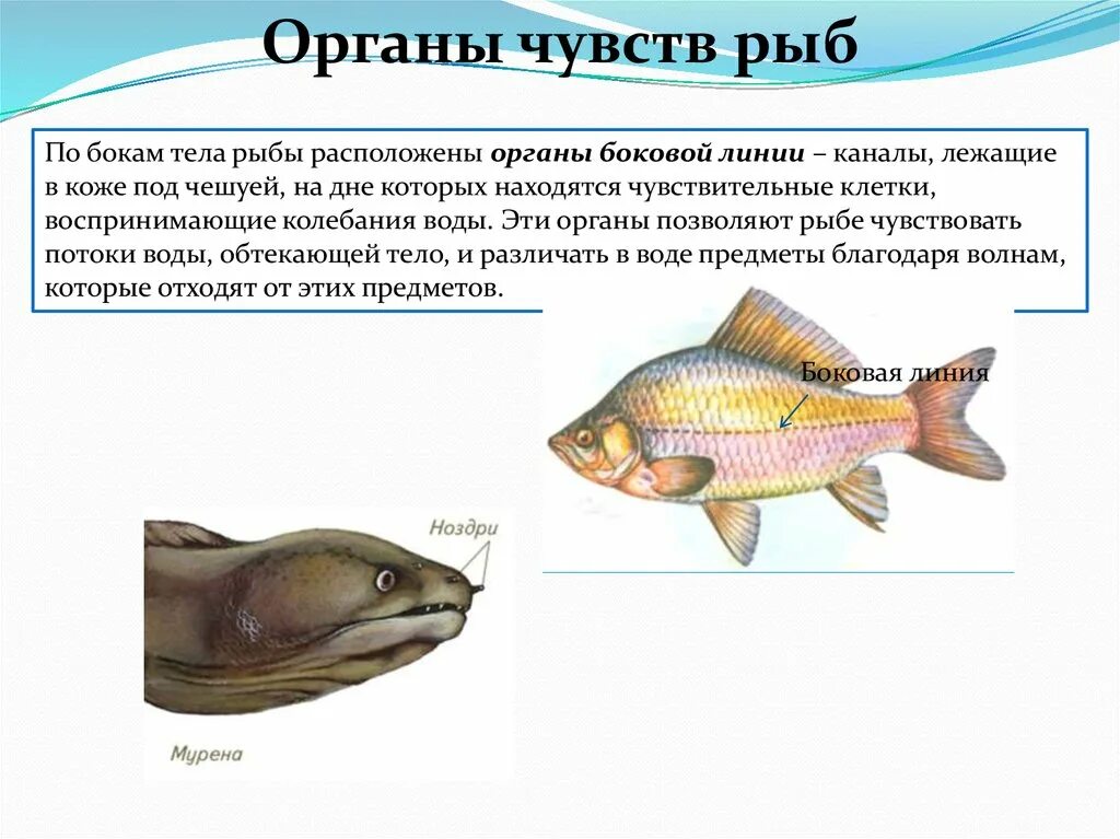 Какие рыбы имеют боковую линию. Органы боковой линии у рыб. Строение органа боковой линии у рыб. Орган чувств рыб воспринимающий движение воды. Боковая линия рыб воспринимает.