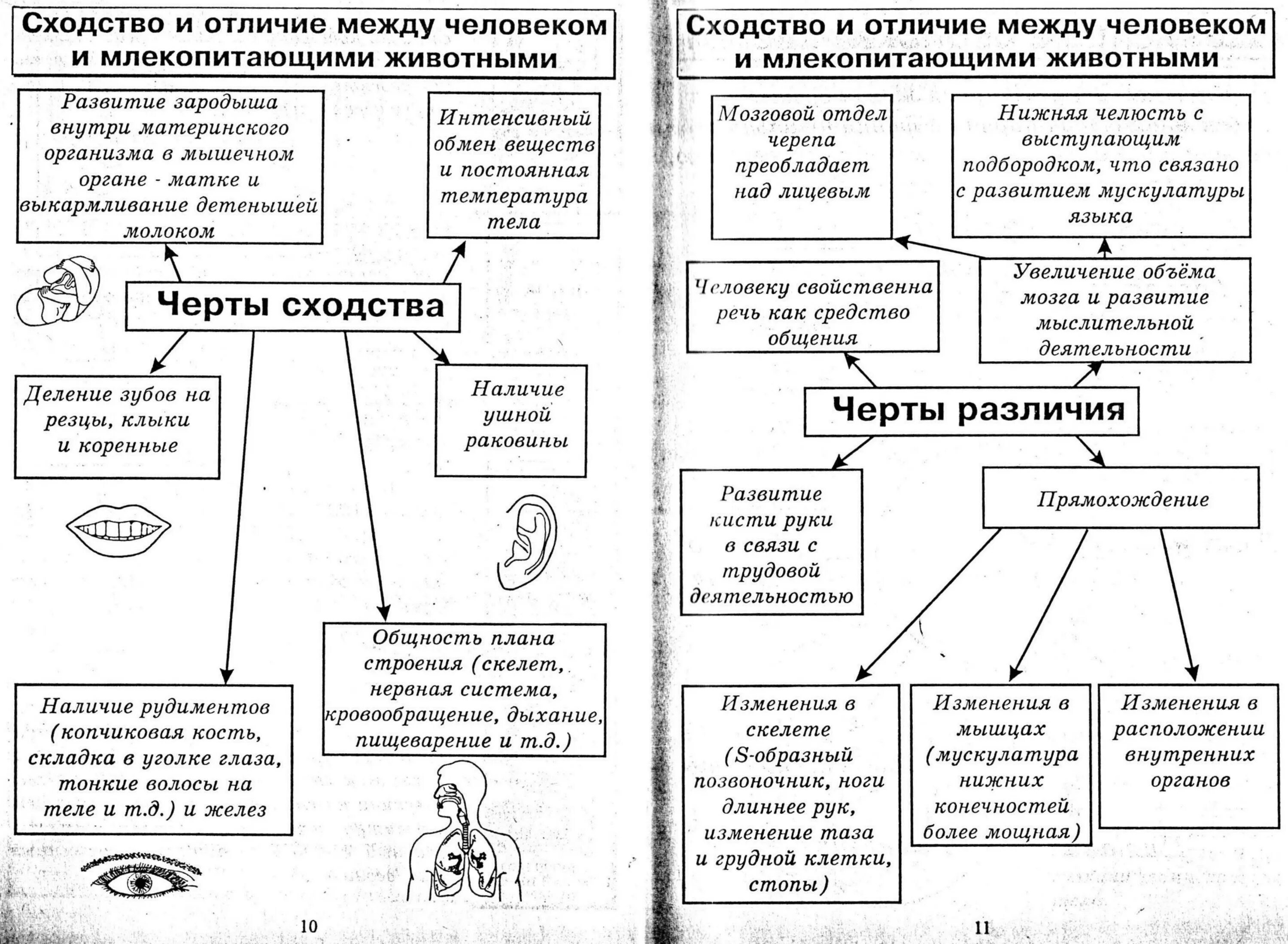 Сходство человека и животных свидетельствует об их. Сходства и различия между человеком и млекопитающим. Различия человека и млекопитающих. Сходства и различия человека и млекопитающих. Сходство и различие между человеком и млекопитающим таблица.