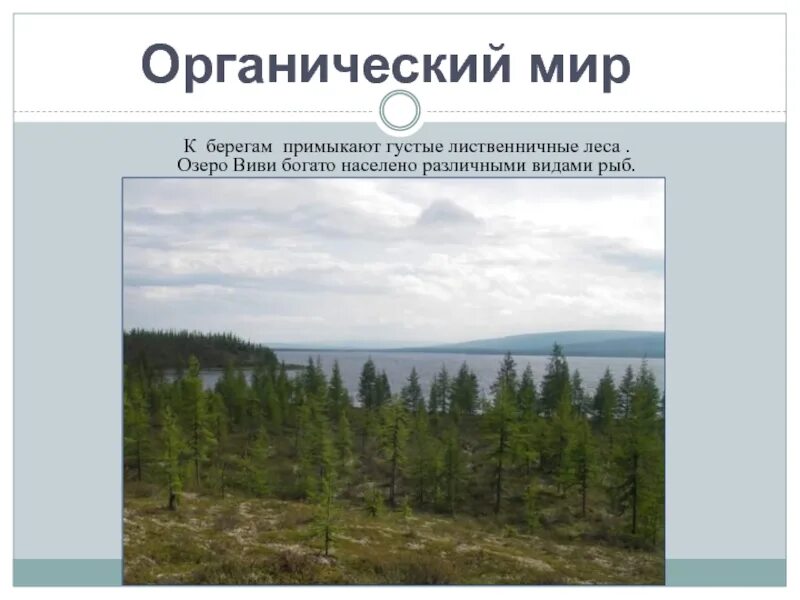 Центр россии озеро виви. Озеро Виви географическое положение. Озеро Виви географический центр России. Озеро Виви географический центр. Озеро Виви на карте Сибири.