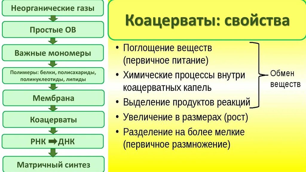 Коацерваты. Белка коацерватная гепотез. Особенности коацерватов. Первичные организмы Протобионты. Этап первичного синтеза