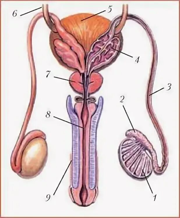 Репродуктивные органы мужчины. Мужская репродуктивная система анатомия. Мужская половая/система анатомия строение. Мужская половая система рисунок.