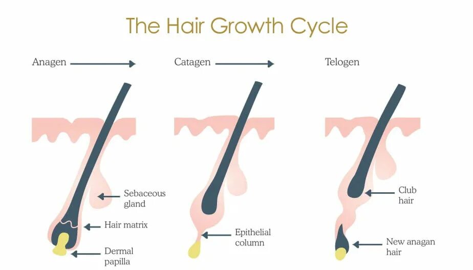Фазы роста волос анаген. Анаген катаген телоген волос. Стадии роста ресниц анаген катаген телоген. Фазы роста волос анаген катаген. Рост волос интенсивное