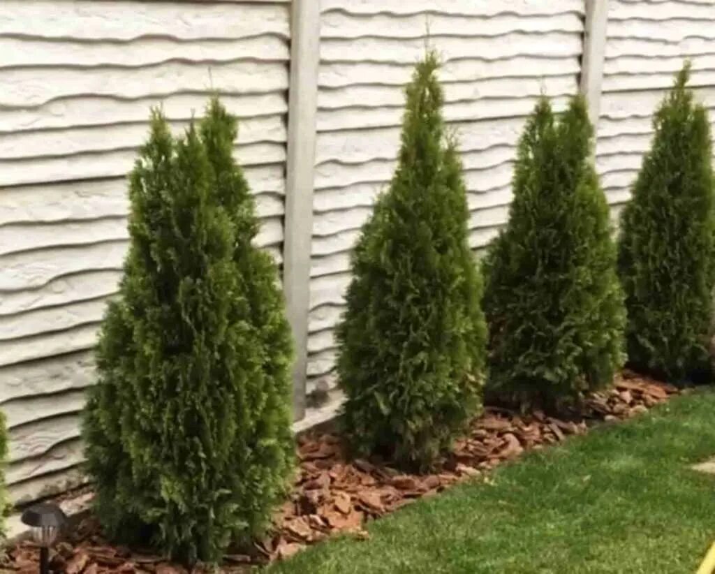 рост туи. туя кубанский изумруд. туя смарагд витбонт. туя брабант буреет. туя западная брабант.