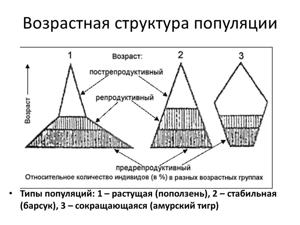 Возрастная пирамида популяции. Возрастная структура популяции структура. Возрастная пирамида растущей популяции. Типы половозрастной структуры популяции.