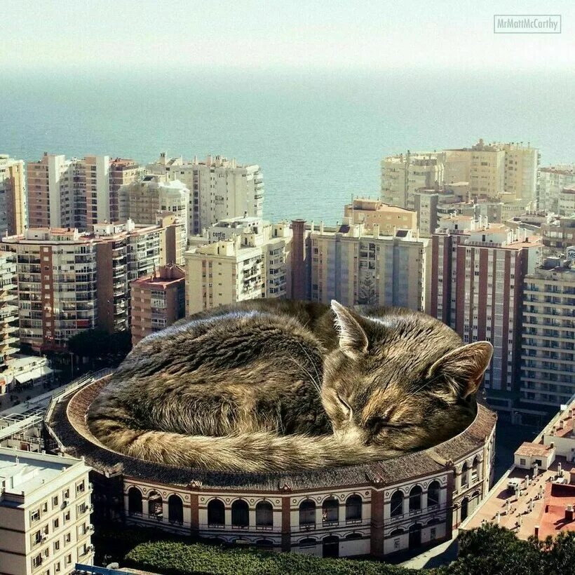 Design You Trust Design Daily Since 2007 Zombie cat, Cats, Pet costumes