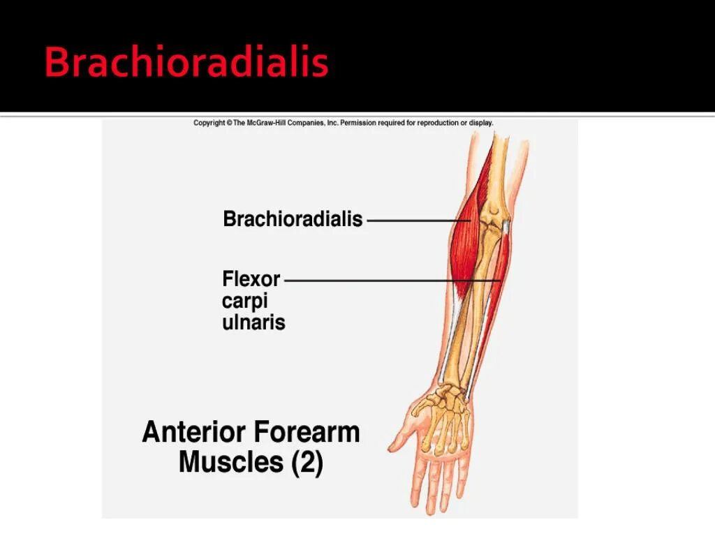 Брахиорадиалис. Брахиорадиалис. Mus brachioradialis. Брахиорадиалис функции. Brachioradialis.