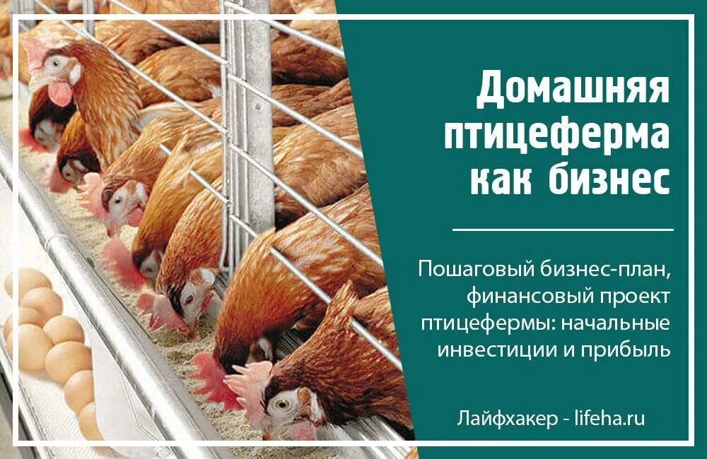 Малечкино птицефабрика. Big dutchman international для бройлеров. Куриная ферма. Птицеферма какая. Проект птицефермы.