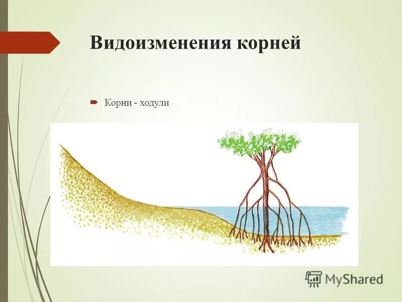 Значение корня в жизни растения. Корень и корневище. Корни ходули примеры растений.