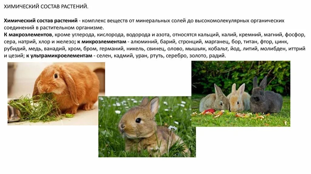 Какие овощи можно давать кроликам