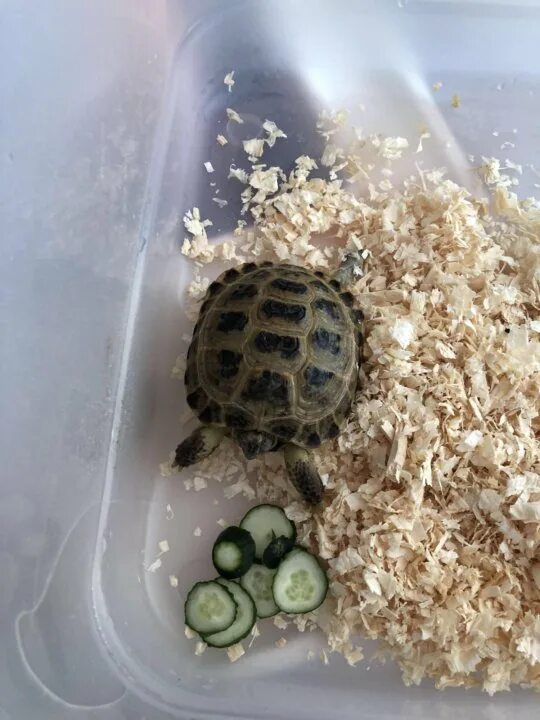 Черепах продают на рынке. Объявления черепашек. Где продаются черепашки. Черепаха нижегородская. Черепашки живые.