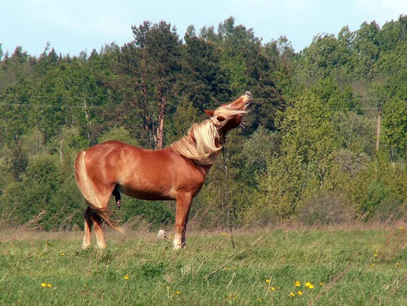 рыжая лошадь белый яр. приснились жеребцы. рыжая лошадь. лошадь косит глазами. лошади на рассвете.
