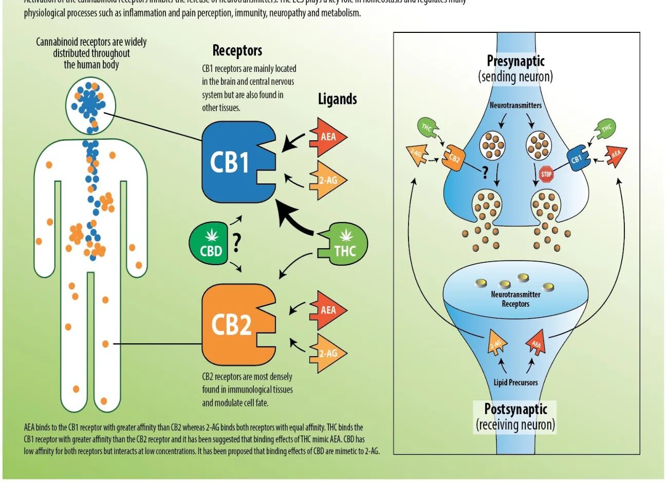Endocannabinoid System. Cb1 рецепторы. Рецепторы cb1 и cb2. Cannabinoid receptor си1. No such process