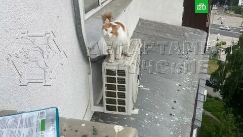 Кошка выпала из окна