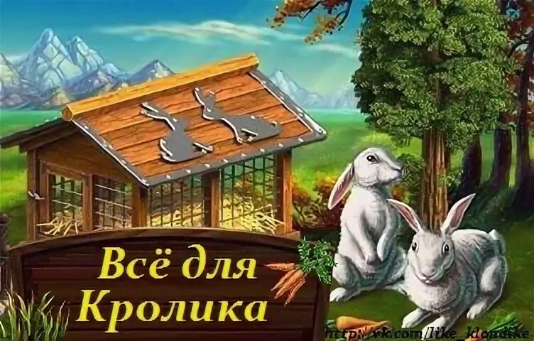 Кролики клондайк