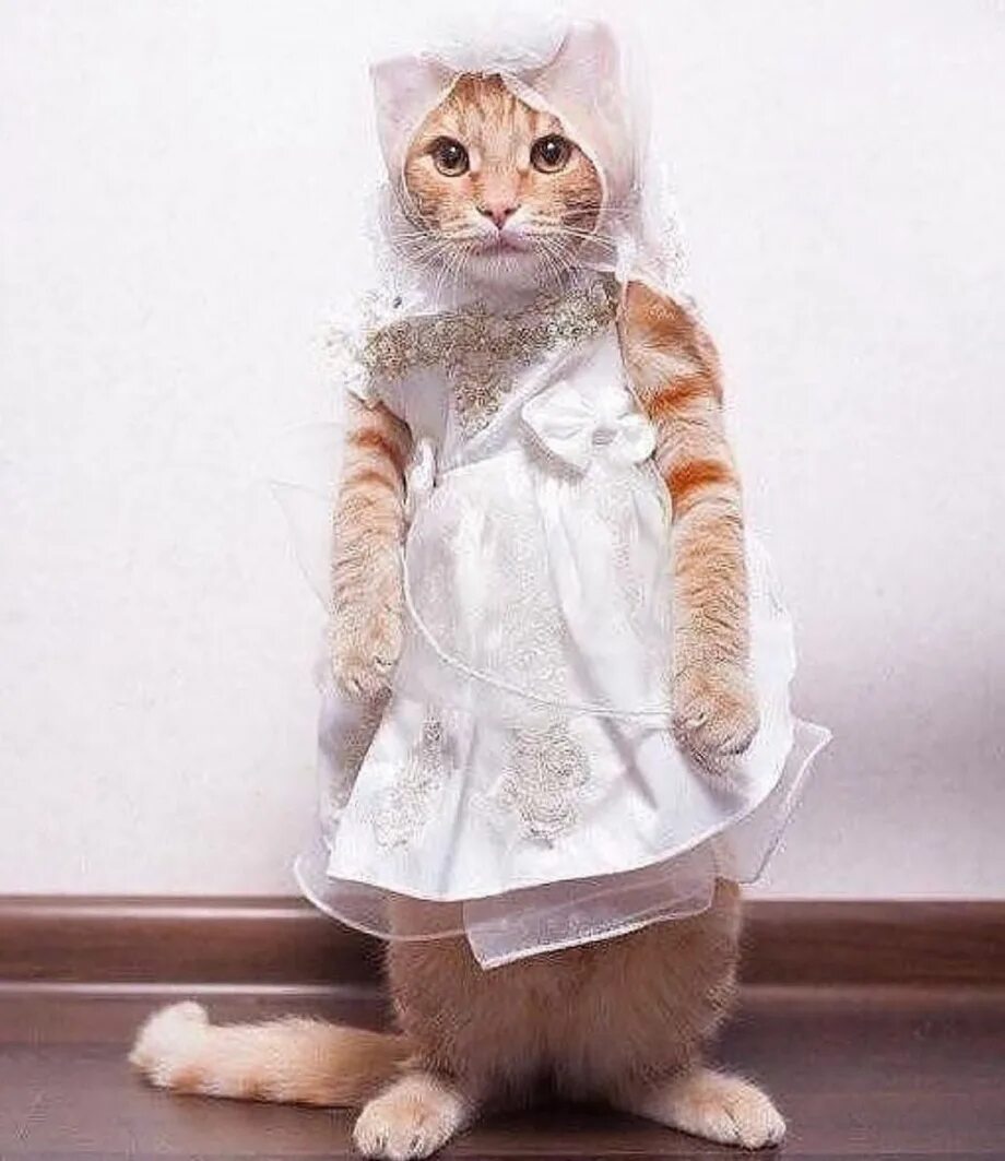 Кот одет. Кот одет