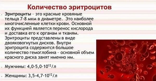 Сколько эритроцитов в моче