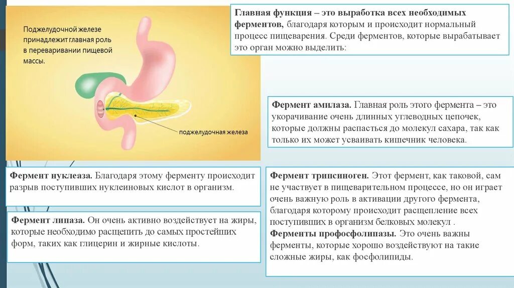 Вода и поджелудочная железа