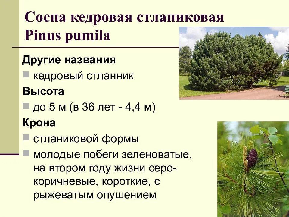 Сосны кедровые – Сибирская и стланиковая. Сосна Кедровая стланиковая/Pinus pumila. Сосна Кедровая расположение хвоинок. Сосна Кедровая крона.