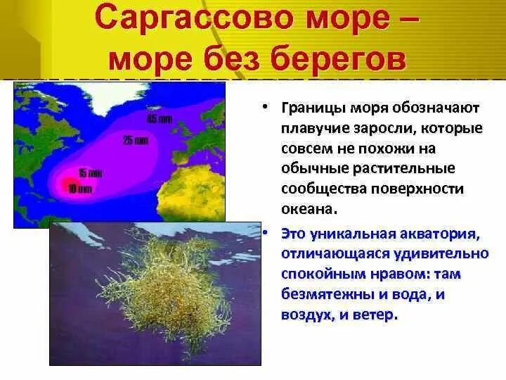 Море не имеющее берегов. Атлантический океан саргассово море. саргассово море море без берегов. саргассово море границы. саргассово море берег.