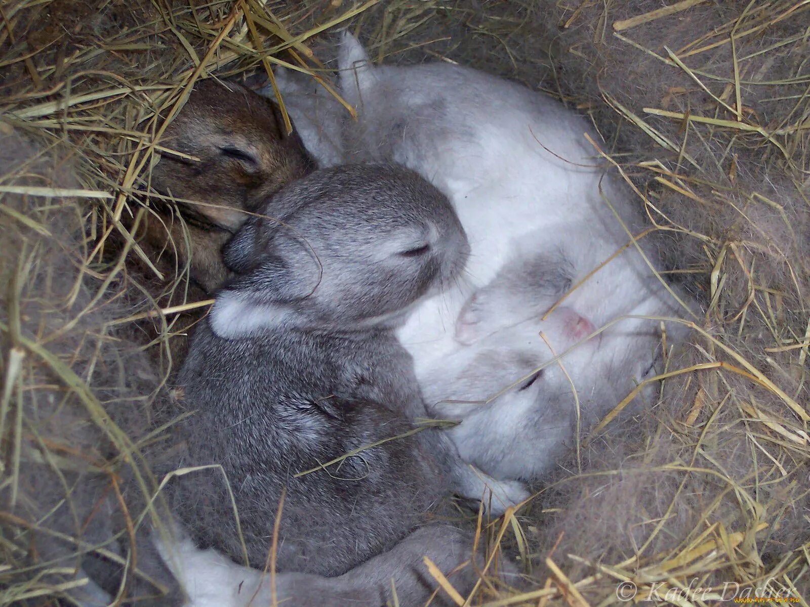 Новорожденные зайчата. Новорожденный крольчонок. Слепыми или зрячими рождаются зайчата. Листопадничек соколов-микитов 3. Беляк заяц листопадничек.