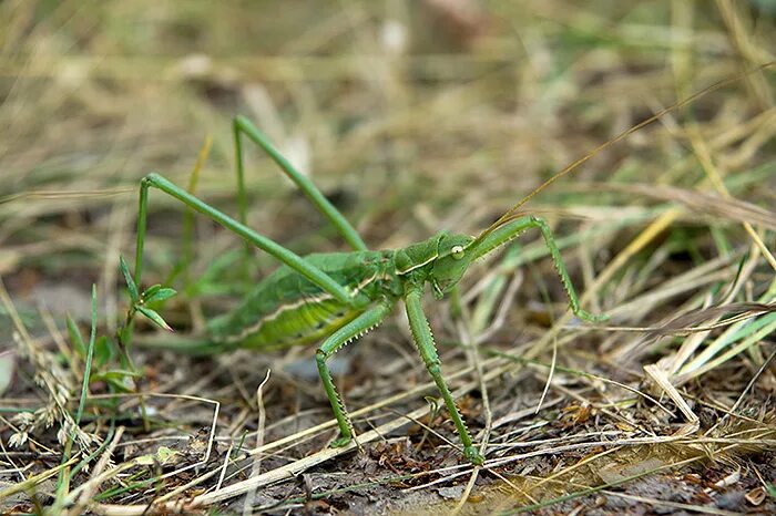 степная дыбка это насекомое. дыбка степная. дыбка степная. кузнечик степная дыбка. кузнечик дыбка.