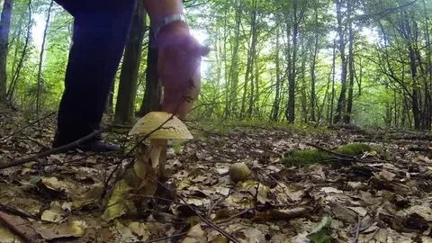 Collecting mushrooms