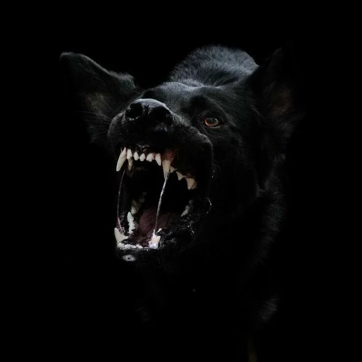 Черные собаки бросаются. Черная собака с мобилой. Черная собака агрессив фон. Scary dog