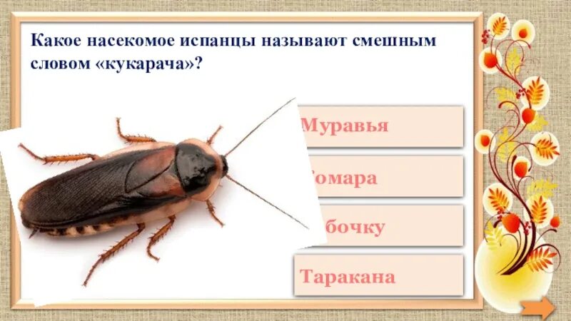 Кукарача что означает