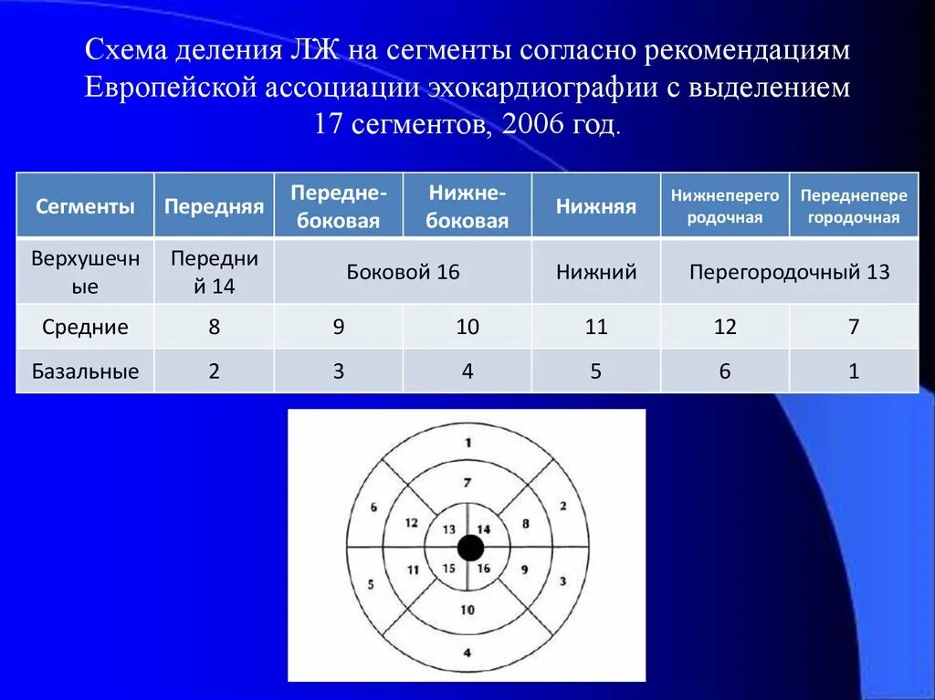 Сегментарное строение миокарда ЭХОКГ. Схема деления миокарда на сегменты. 17 Сегментов лж. Деление миокарда на сегменты.