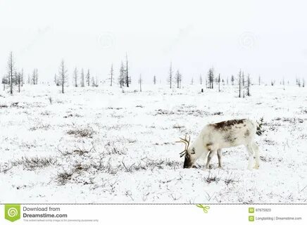 zdjęcie около Северный олень пасет в тундре рядом приполюсного круга на морозн...