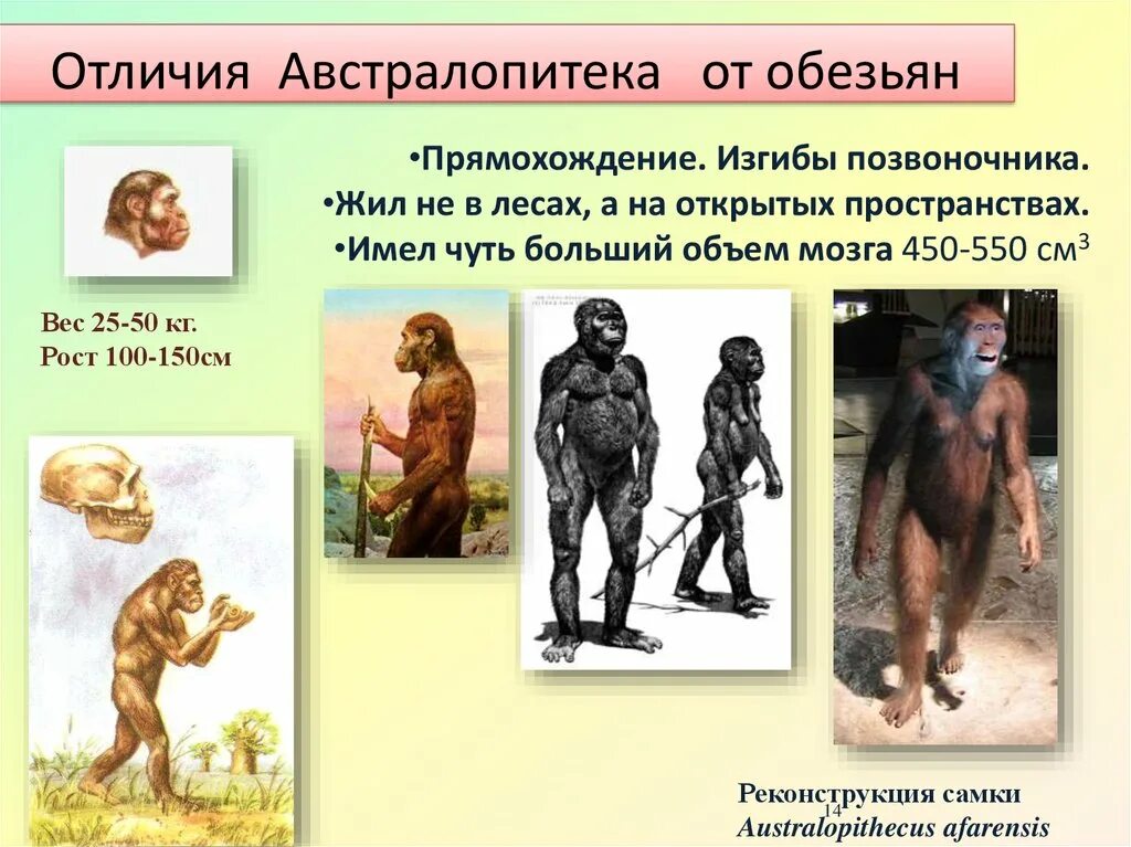 Чем человек умелый отличается от австралопитека какие. Чем человек умелый отличается от австралопитека какие. Австралопитек прямохождение. Общественная жизнь австралопитека. Человек умелый этап эволюции.