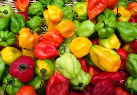 Bell pepper