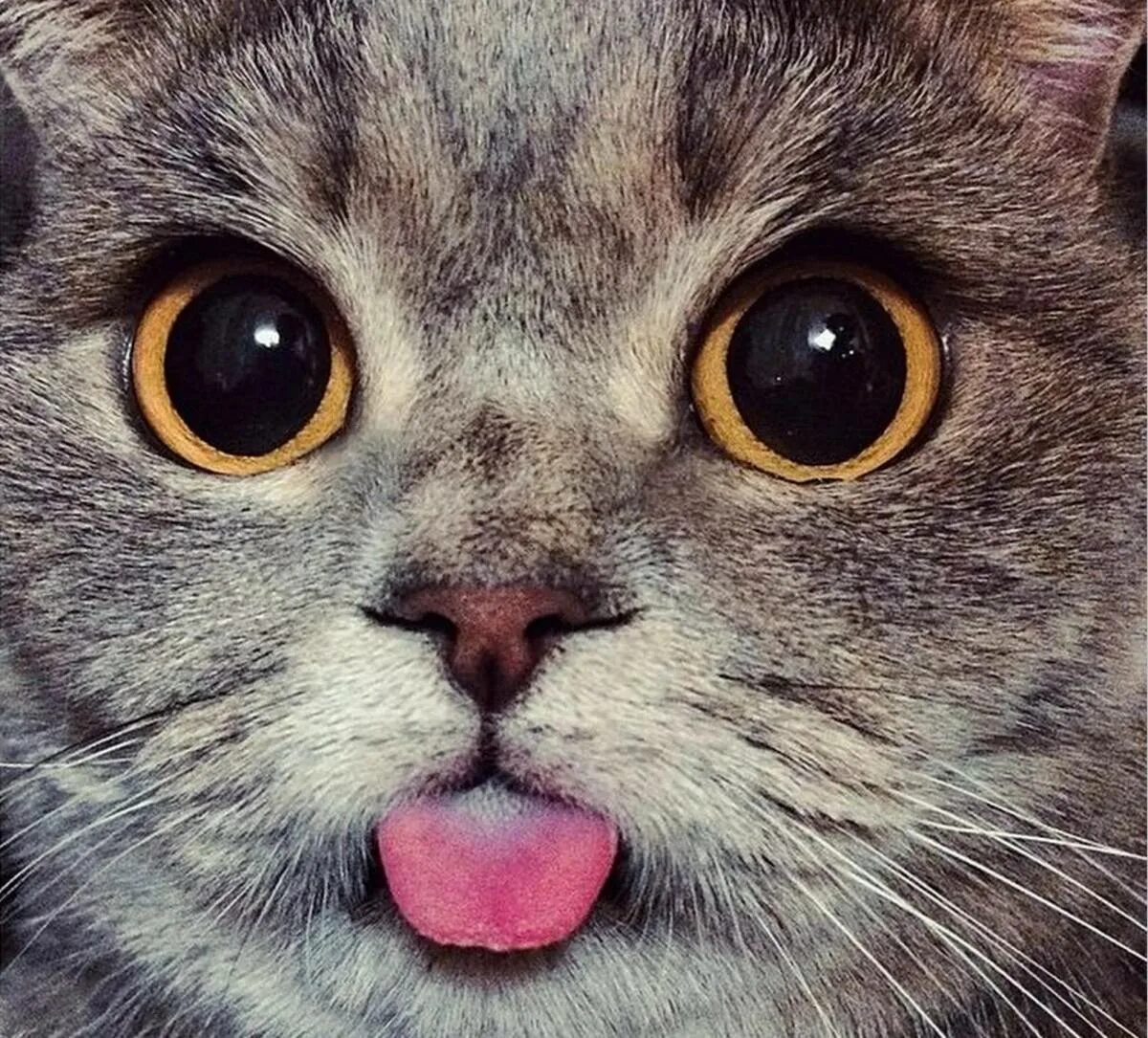 Кошка с высунутым языком. Милый котик с языком. Милая мордашка котика.
