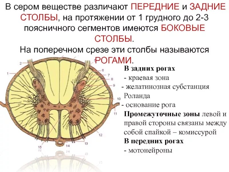 Спинной мозг поперечный срез столбы. Рога серого вещества (задние, передние, боковые). Боковые рога серого вещества. Передние столбы серого вещества. Серые столбы спинного мозга