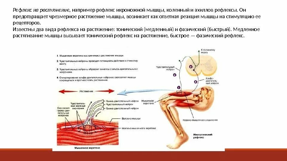 Рефлексы мышц