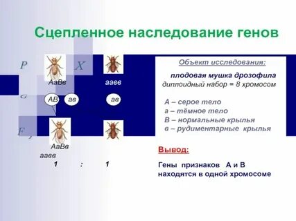 Сцепленное наследование признаков нарушение сцепления