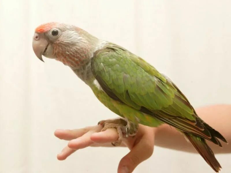 Parrots names. Капский попугай. Длиннокрылые попугаи. Капский длиннокрылый попугай питается. Краснокрылый попугай характер.