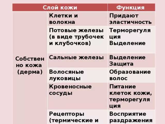 Млечные железы функции. Потовые железы строение и функции. Строение и функции кожи таблица. Функции потовой железы кожи.