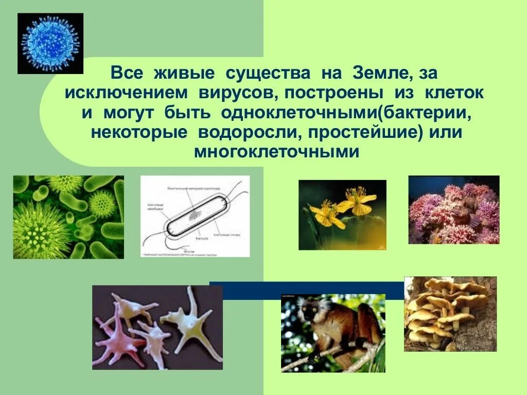 Когда на земле появились клеточные организмы. Многоклеточные бактерии представители. Одноклеточные многоклеточные неклеточные формы. Неклеточные существа. Гипотеза клеточного происхождения вирусов.