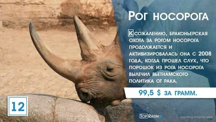 Рог носорога состоит из. Из чего состоит Рог носорога.