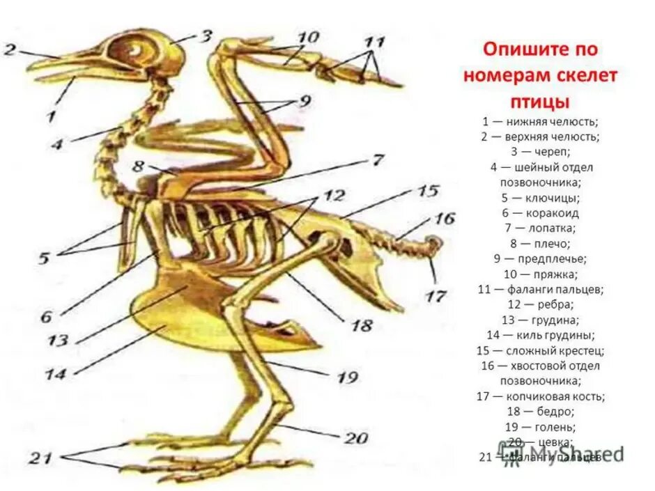 Грудные позвонки у птиц. Скелет птицы отделы позвоночника. Строение скелета сизого голубя. Скелет птицы схема биология 7 класс. Строение скелета птицы 7 класс биология.