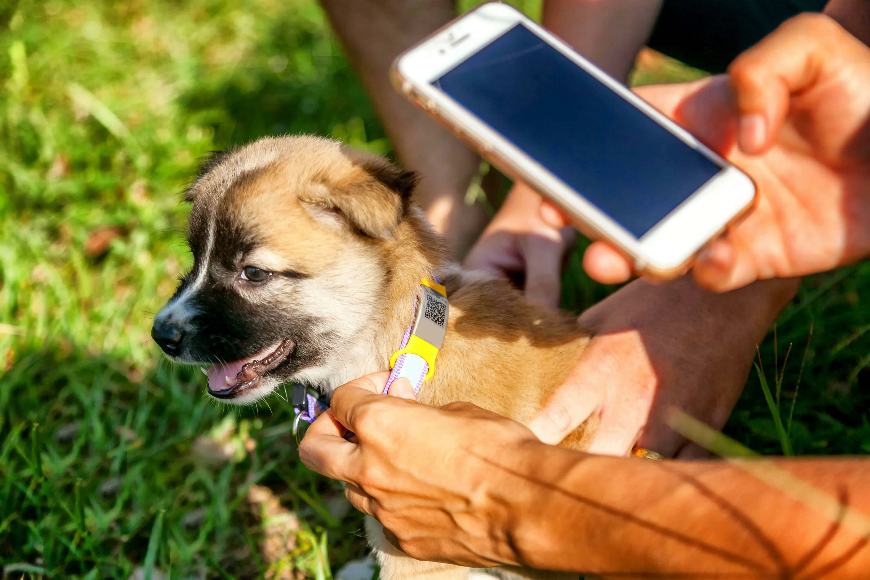 Pet phone. Чип для собаки. Чипирование собак. Собака с телефоном. Чипированная собака.