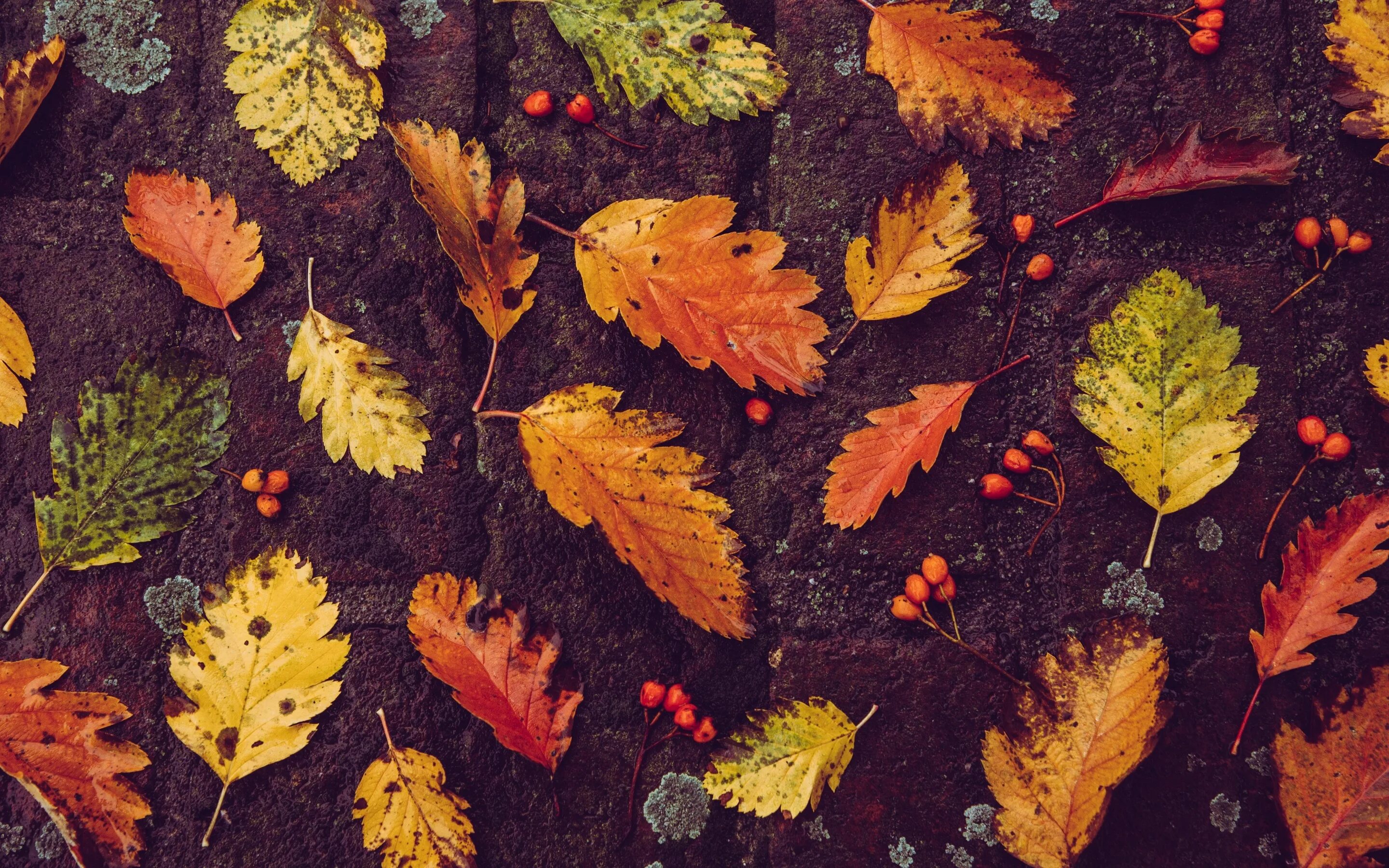 Autumn starts