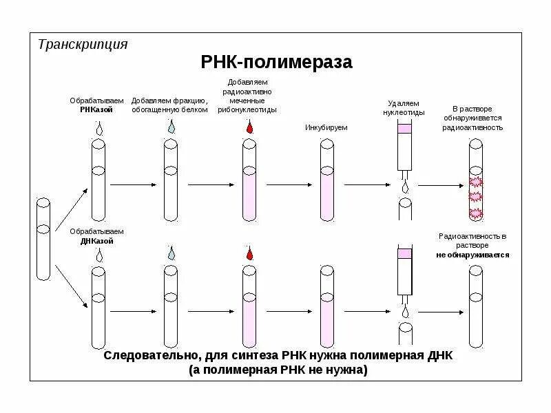 Транскрипция процесс образования и рнк. Транскрипция рнк. транскрипция рнк полимераза. днказа и рнказа. транскрипция днк.