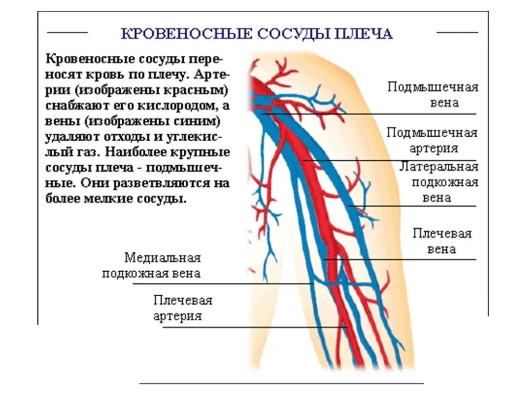 Вены человека анатомия схема. Сосуды верхней конечности анатомия. Подмышечная Вена анатомия схема. Вены верхней конечности анатомия схема. Направление крови в венах