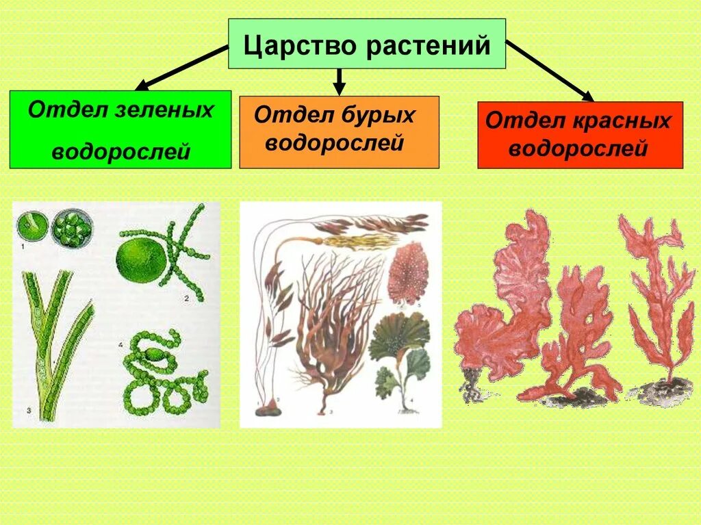 Водоросли огэ. Отдел водоросли зеленые красные бурые. Отделы в растениях в биологии водоросли. Представители различных отделов растений красные водоросли. Красные водоросли, зелёные водоросли таблица.