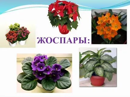 Таңертеңгі секс HD