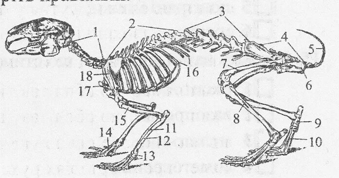 Костный скелет кролика. Строение скелета кролика. Скелет кролика биология 7 класс. Скелет кролика без подписей.