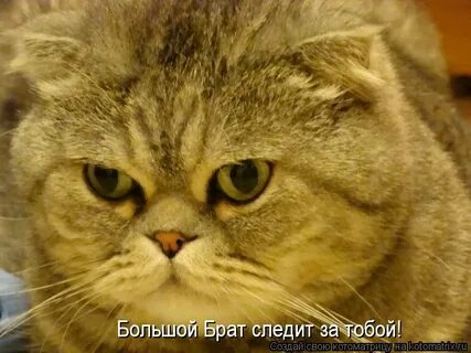 Большой следит за тобой